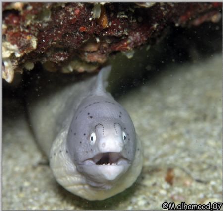 Surprise.....
Peppered Moray or White Moray
took it whe... by Mohammed Al Hamood 