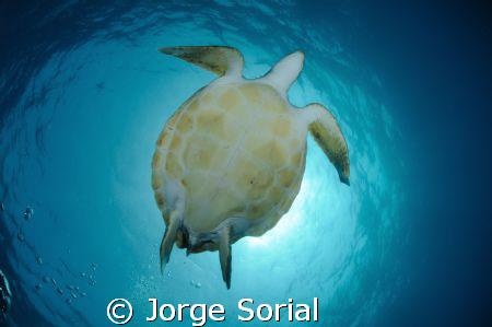 A turtle hiding the sun. Photograph taken with a Nikon D3... by Jorge Sorial 