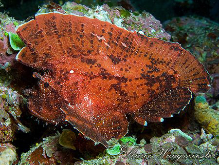 Leaf Scorpionfish (Taenianotus triacanthus) - Crystal Bay... by Marco Waagmeester 