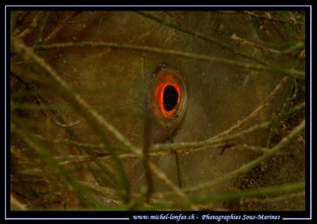 The Eye of a Tench... :O) ... by Michel Lonfat 