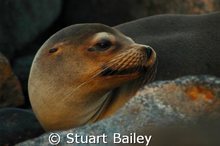 One of my favorite from the Galapagos Islands.  She keeps... by Stuart Bailey 
