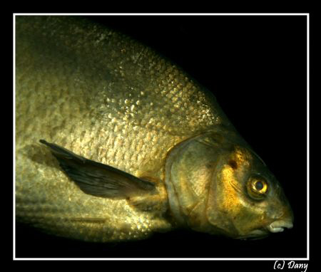 Close look at a bream - the same as last dive - covered w... by Daniel Strub 