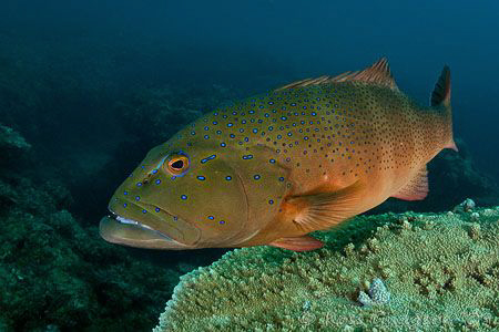 Coral Trout.  Ningaloo Reef, Western Australia.  Canon 50... by Ross Gudgeon 