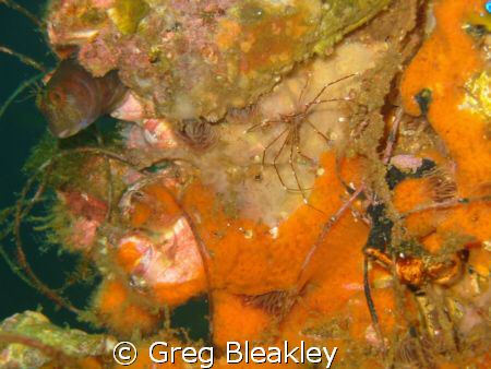 Taken in Gulf of Mexico, Pensacola, FL.
Arrow crab and s... by Greg Bleakley 