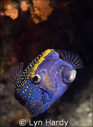 Spotted Box Fish.  Usually very shy, this spotted box fis... by Lyn Hardy 