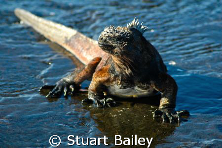 This marine iguana in the Galapagos Islands is not camera... by Stuart Bailey 