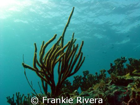 Top of a seamount by Frankie Rivera 