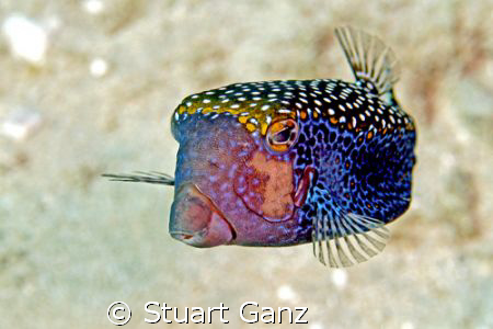 Blue Spotted Boxfish by Stuart Ganz 