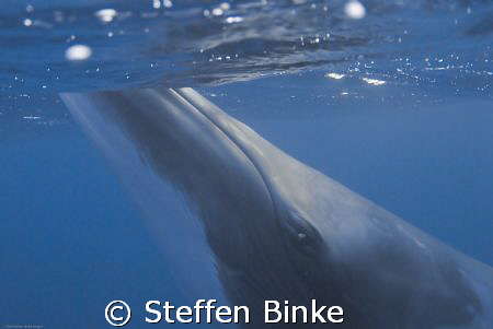 Minke Whale Close Up by Steffen Binke 
