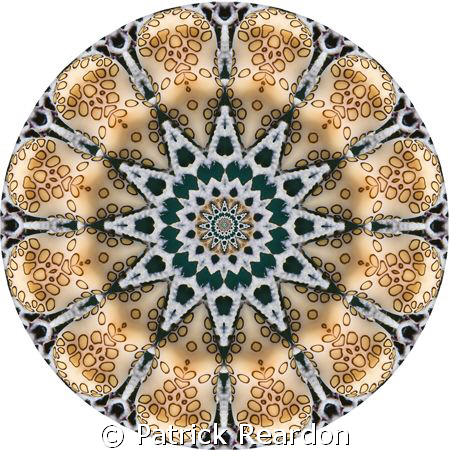 "Kaleidoscopic" image made from a shot of a flamingo tongue. by Patrick Reardon 