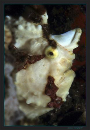 Maybe a Warty Frogfish (Clown frogfish) by Sven Tramaux 
