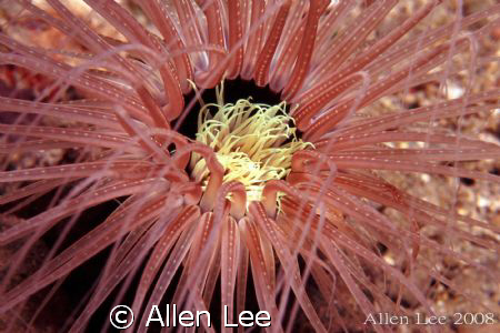 Tube anemone.Nikon F100,60mm,f27.1/125,YS-120,RVP100. by Allen Lee 