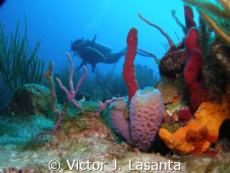 my friend odalis enjoy the mermaid point reef dive site a... by Victor J. Lasanta 