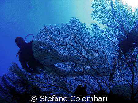 Flying over cnidarians by Stefano Colombari 