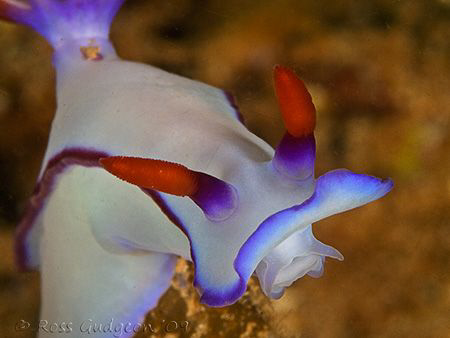 Hypselodoris bullockii.  Ningaloo Reef, Western Australia... by Ross Gudgeon 