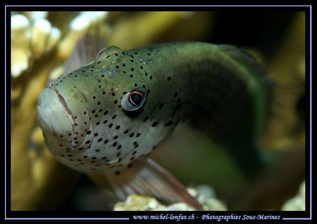The look of the Spotted Hawkfish resting on it's coral...... by Michel Lonfat 