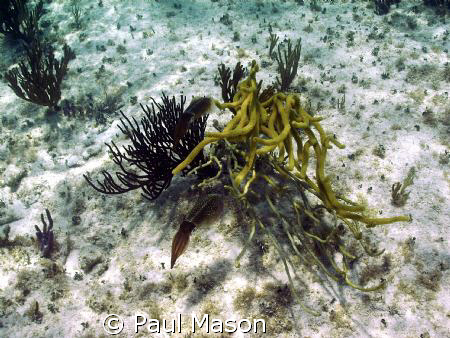 Caribbean Reef Squid by Paul Mason 