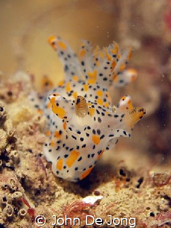 Thecacera pennigera.  one of the colourful nudibranches i... by John De Jong 