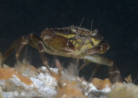 Shore crab. Menai straits. D200, 60mm. by Derek Haslam 