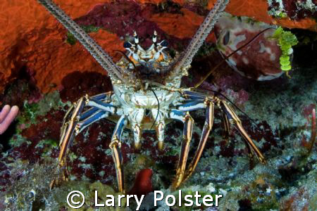 One of many in Little Cayman by Larry Polster 