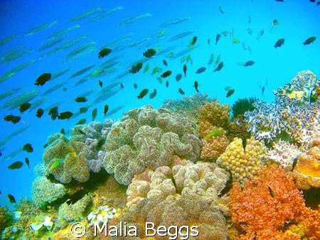 There are so many different colorful corals, that I would... by Malia Beggs 