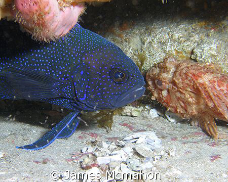 An unlikely couple.  A Western Blue Devil Fish canoodles ... by James Mcmahon 