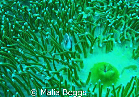 "Camoflauged anemone fish,"Amphiprion perideraion."  I sp... by Malia Beggs 