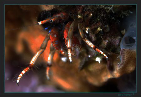 The Mediterranean hermit crab Calcinus tubularisis is spe... by Sven Tramaux 