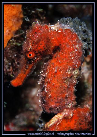 A red Sea Horse... :O)... by Michel Lonfat 