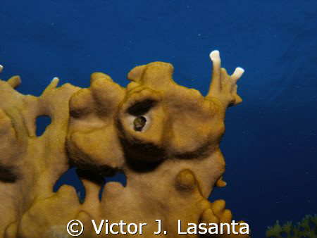 tube sponge at efra wall dive site in parguera , PUERTO RICO by Victor J. Lasanta 
