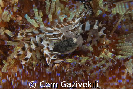 The crab with its eggs by Cem Gazivekili 