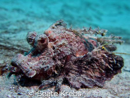 Red Sea Walkmann taken with Canon S70 and CloseUp Lens by Beate Krebs 