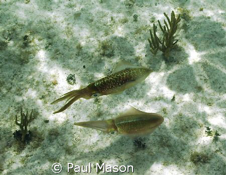Caribbean Reef Squid.   Was snorkeling at the time I ran ... by Paul Mason 