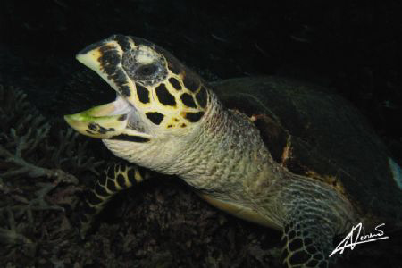 Yawning Hawksbill Turtle in North Point (island 9, Simila... by Adriano Trapani 