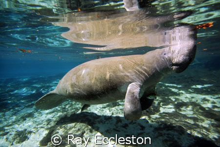Blue Water Manatee, taken at Crystal River FL. by Ray Eccleston 
