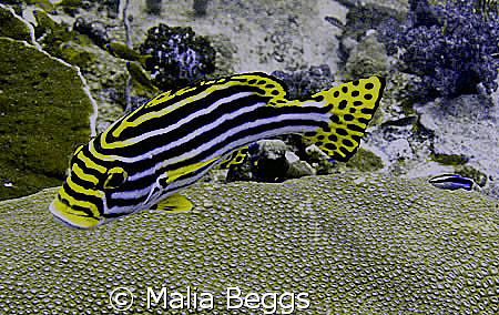 "Oriental Sweetlips".  This flashy fish has a little shad... by Malia Beggs 