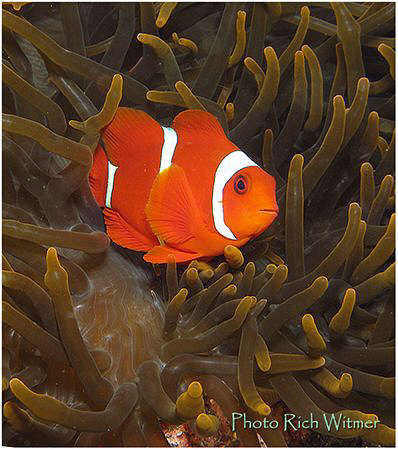 Anemone fish at Tulamben, Bali.  This was my first dive t... by Richard Witmer 