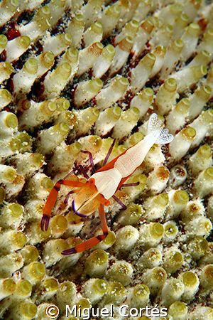Shrimp. by Miguel Cortés 