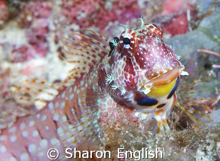 What's not to love about blennies? Colourful triple spot ... by Sharon English 