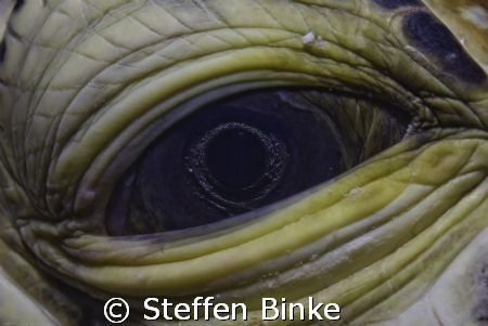 Turtle Eye by Steffen Binke 