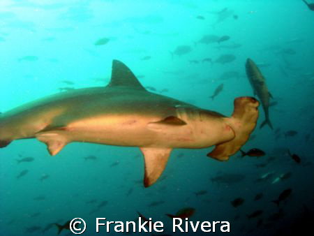 Scalloped HammerHead while diving in Darwin's Arch, Galap... by Frankie Rivera 