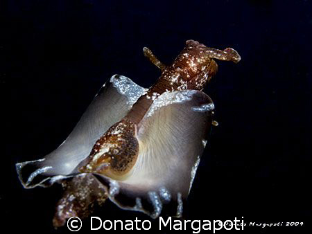 Aplysia fasciata, Canon G9, Sea&Sea YS110 by Donato Margapoti 