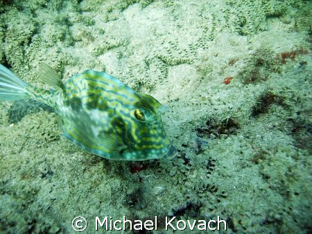 Cow fish on the Inside Reef at Lauderdale by the Sea by Michael Kovach 