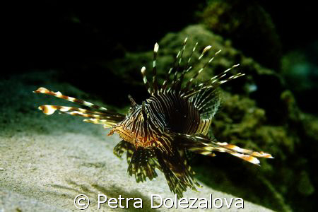 Lionfish from Mauritius by Petra Dolezalova 