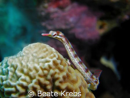 Pipefish taken with my Canon S70 with CloseUp Lens by Beate Krebs 