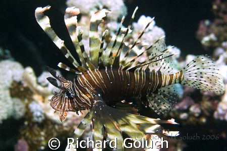 Lionfish- picture taken in 2006 Red Sea Canon 20 D 60 mm ... by Richard Goluch 