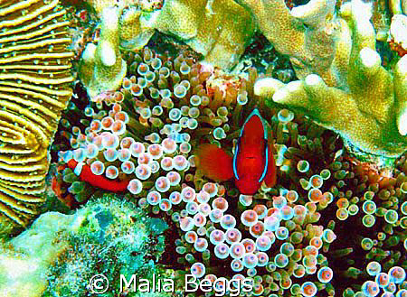 Waiting for an anemone fish to stop long enough to pose i... by Malia Beggs 