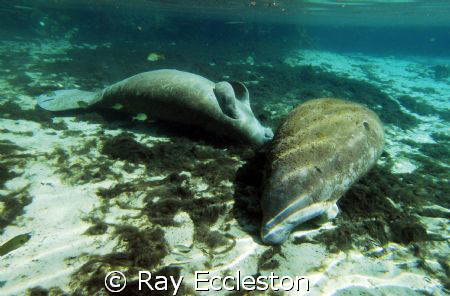 Manatee taking a snooze, taken at Crystal River FL. by Ray Eccleston 