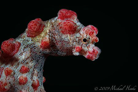 Hippocampus bargibanti - Pygmy seahorse by Michael Henke 