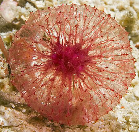 Puffball Sponge (Oceanapia sagittaria), a small sponge th... by Jim Chambers 